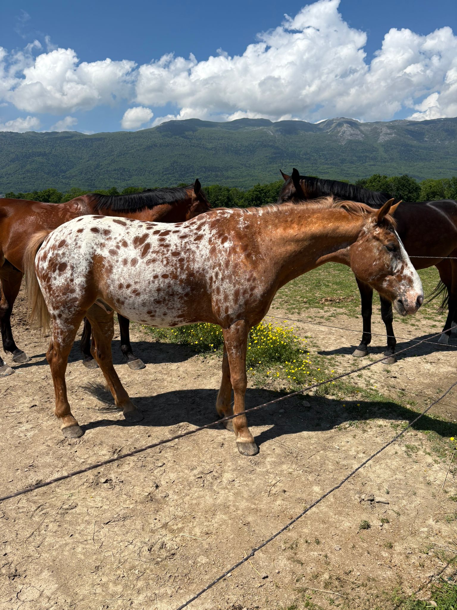 grayscale photo of horse