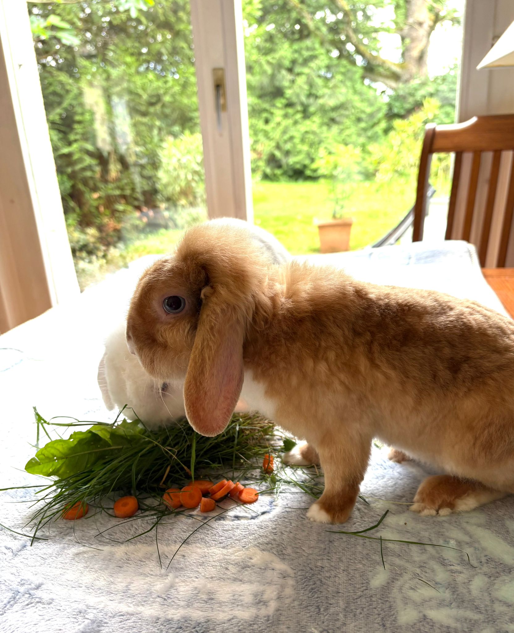 grayscale photography of rabbit 