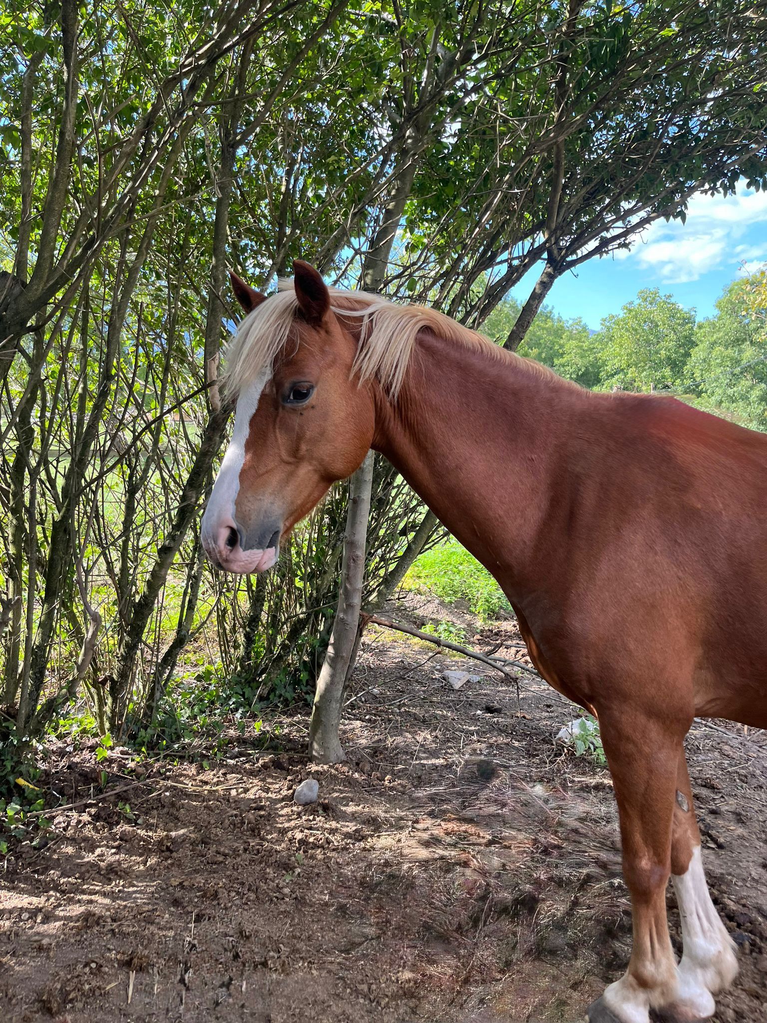 grayscale photo of horse